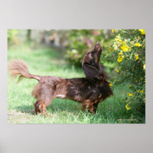 Affiches Teckel miniature aux cheveux longs 1
