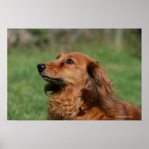 Affiches Teckel miniature aux cheveux longs 2