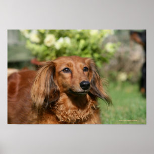 Affiches Teckel miniature aux cheveux longs rouge