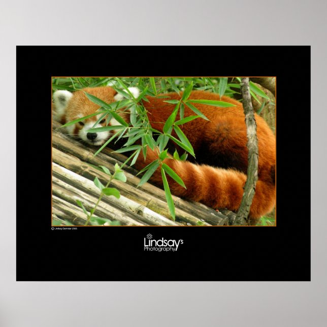 Affiches Tello (Devant)