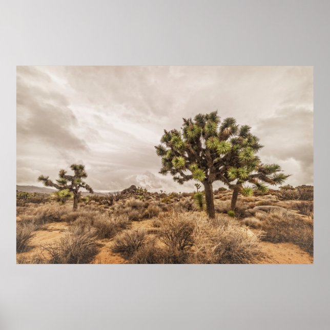 Affiches Tempête à Joshua Tree (Devant)