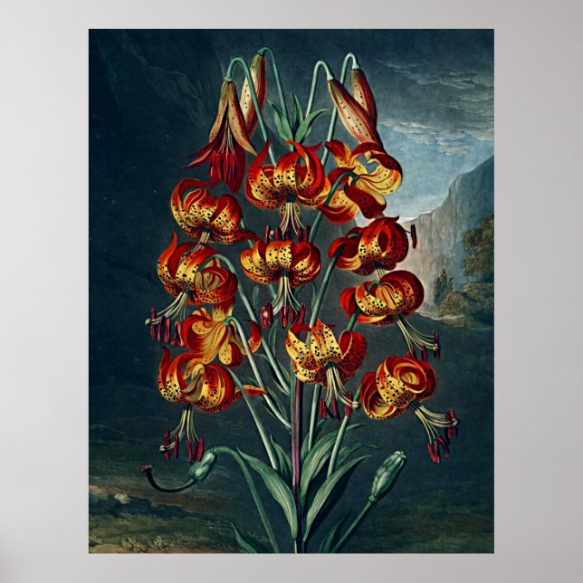 Affiches Temple D'Art Botanique De Flora Superbe Lily (Devant)