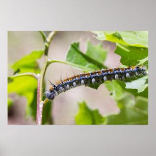 Affiches Tente Caterpillar sur un chêne