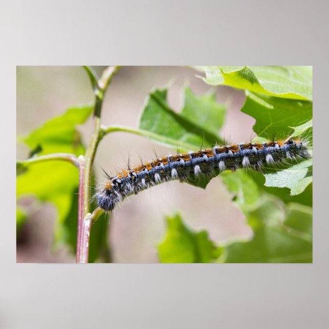 Affiches Tente Caterpillar sur un chêne (Devant)