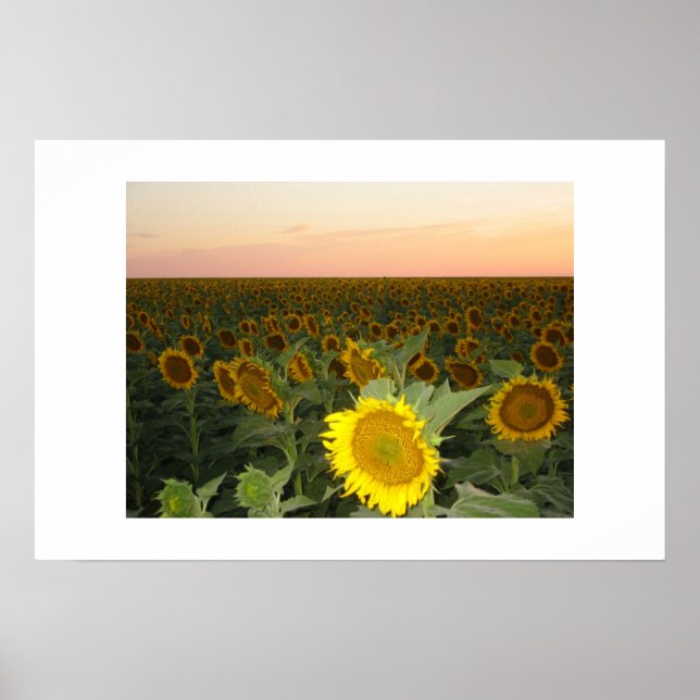 Affiches Terrain de tournesol (Devant)
