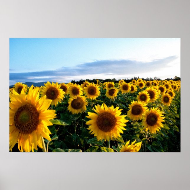 Affiches Terrain de tournesol (Devant)