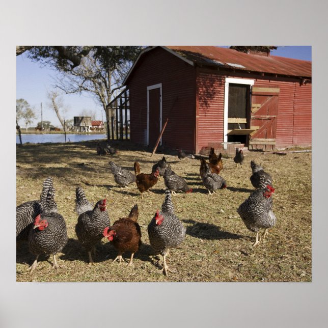 Affiches Terrain de travail pour poulets près de la maison  (Devant)