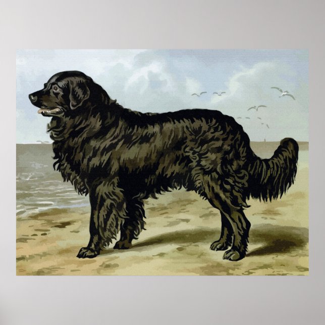 Affiches Terre-Neuve, dessin de chien de haute qualité (Devant)