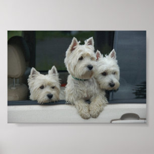 Affiches Terriers blancs de montagne occidentale