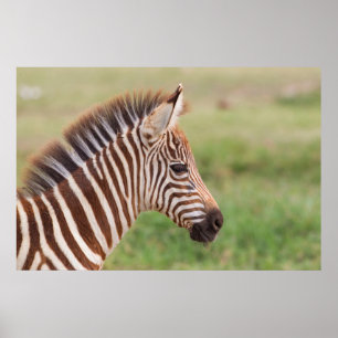 Affiches Tête de bébé zèbre, Tanzanie