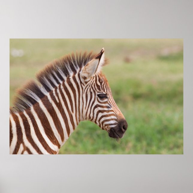 Affiches Tête de bébé zèbre, Tanzanie (Devant)