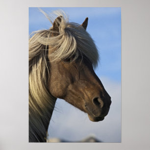 Affiches Tête de cheval islandais, Islande