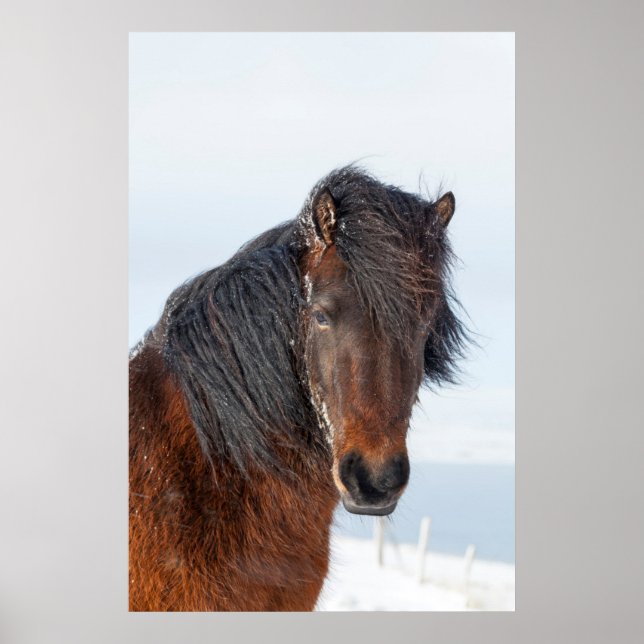 Affiches Tête de cheval islandais royal (Devant)