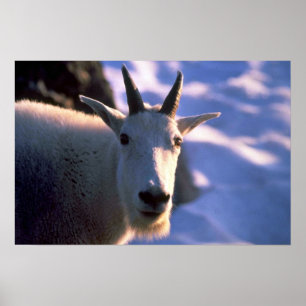 Affiches Tête de chèvre de montagne rocheuse