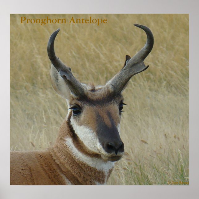 Affiches Tête de gros buck d'antilope pronghorn A5 (Devant)
