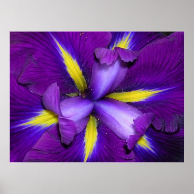 Affiches Tête de lion (Devant)