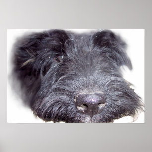 Affiches Tête de Terrier Écossais noir, gros plan sur le ne