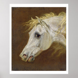 Affiches Tête d'un cheval Arabe gris (huile sur la toile
