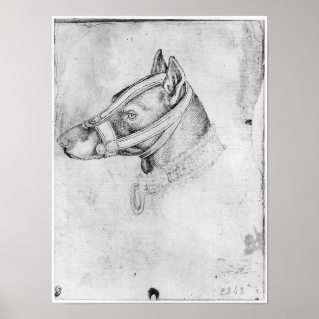 Affiches Tête d'un chien muselé (Devant)