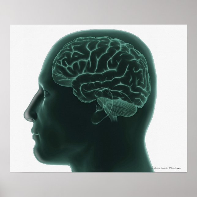 Affiches Tête humaine en profil montrant le cerveau (Devant)