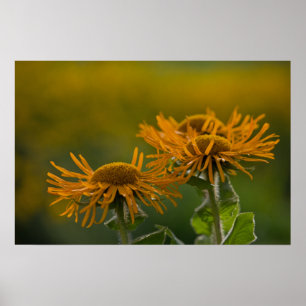 Affiches Têtes de fleurs orange Inula Orientalis CC0023