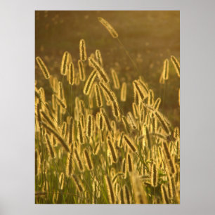 Affiches Têtes de graines d'herbe au coucher du soleil