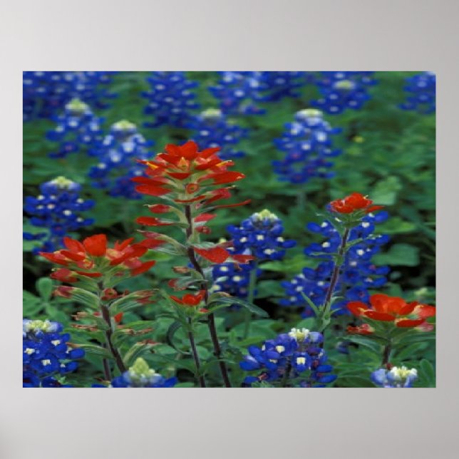Affiches Texan Bluebonnets & Paintbrush Flowers Art Imprime (Devant)