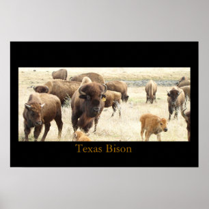 Affiches Texas Bison