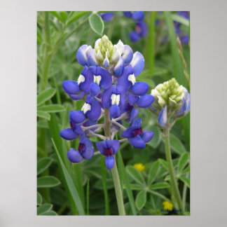 Affiches Texas Bluebonnet
