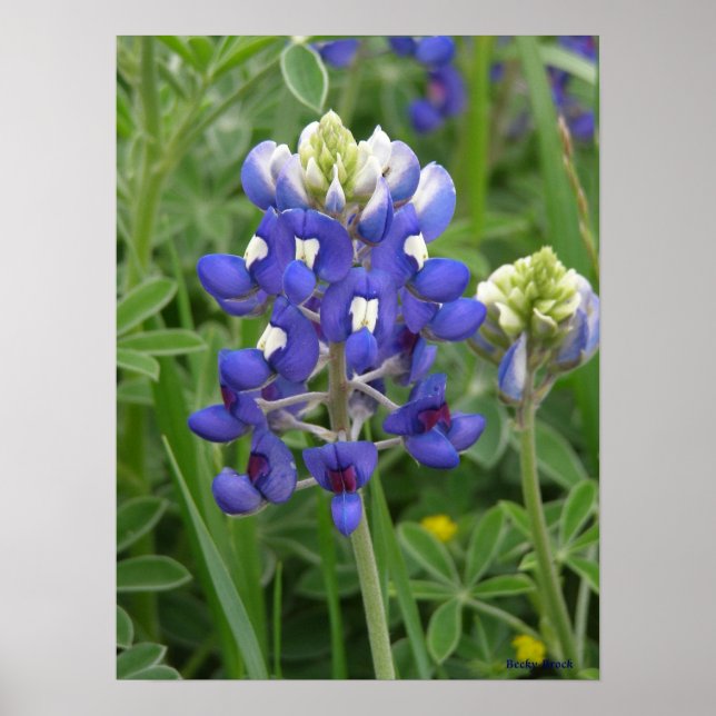 Affiches Texas Bluebonnet (Devant)
