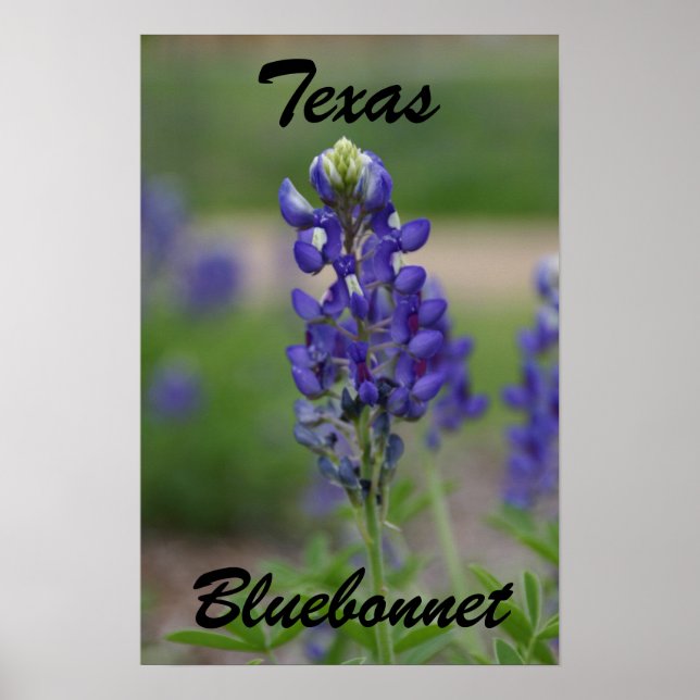Affiches Texas, Bluebonnet (Devant)