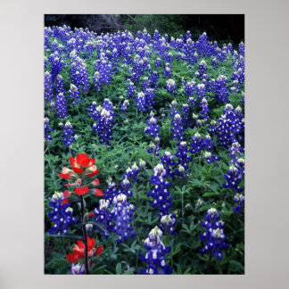 Affiches Texas Bluebonnets et pinceau indien