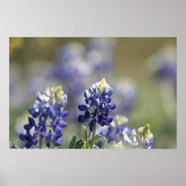 Affiches Texas Bluebonnets série photo #7 (Devant)