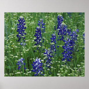 Affiches Texas, lac Buchanan. Texas Bluebonnet et Sauvage