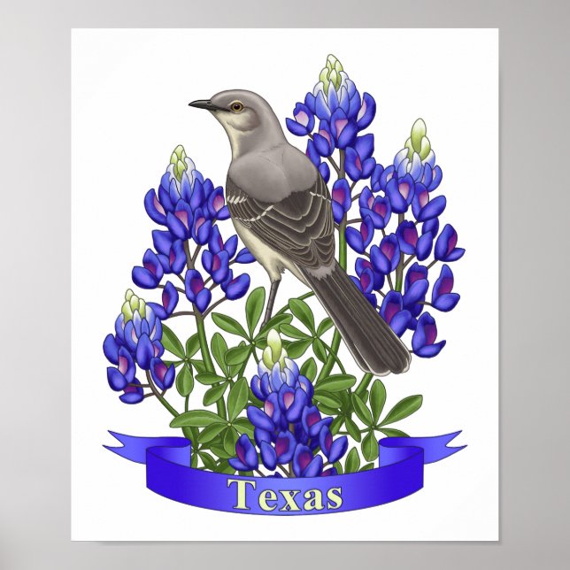 Affiches Texas State Mockingbird & Bluebonnet Flower (Devant)