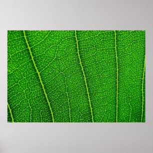 Affiches Texture de feuille verte abstraite