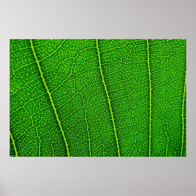 Affiches Texture de feuille verte abstraite (Devant)
