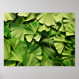 Affiches texture de plante de nature de feuille d'arbre de