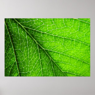 Affiches Texture verte de feuille