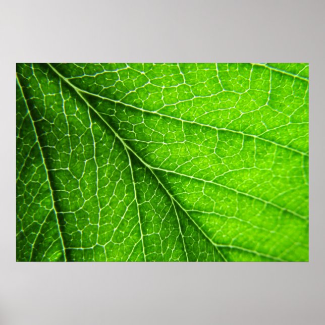 Affiches texture verte des feuilles (Devant)