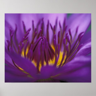 Affiches Thaïlande, Bangkok, Lotus pourpre et jaune 2