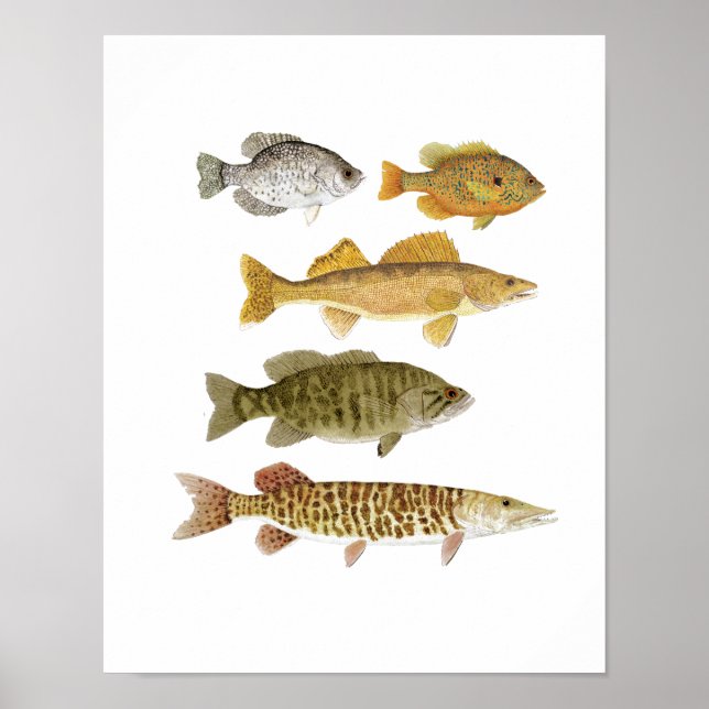 Affiches The Best Freshwater Gamefish (Devant)