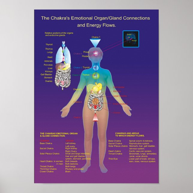 Affiches The Chakra Organ / Gland and Energy Flow (Devant)