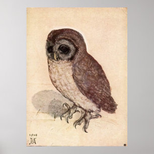 Affiches The Little Owl by Albrecht Dürer