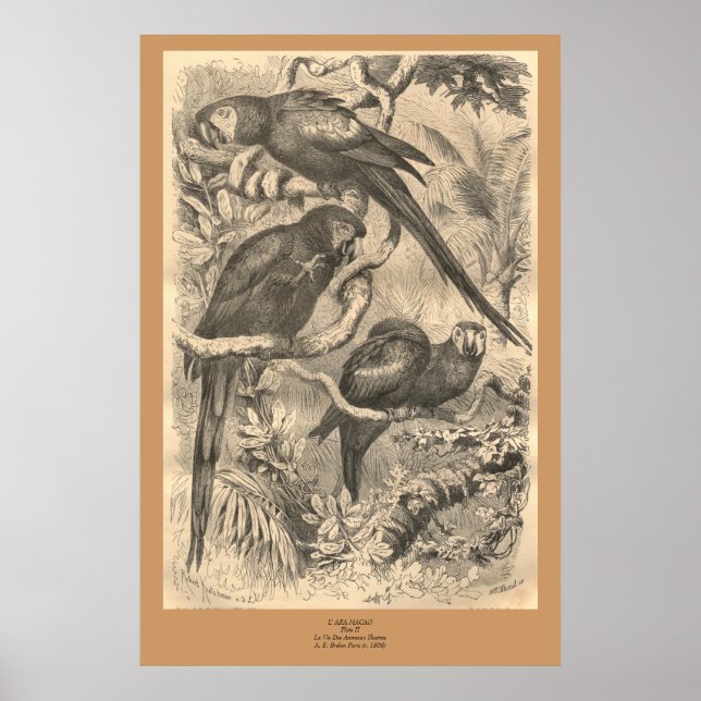 Affiches The Macaw (Devant)