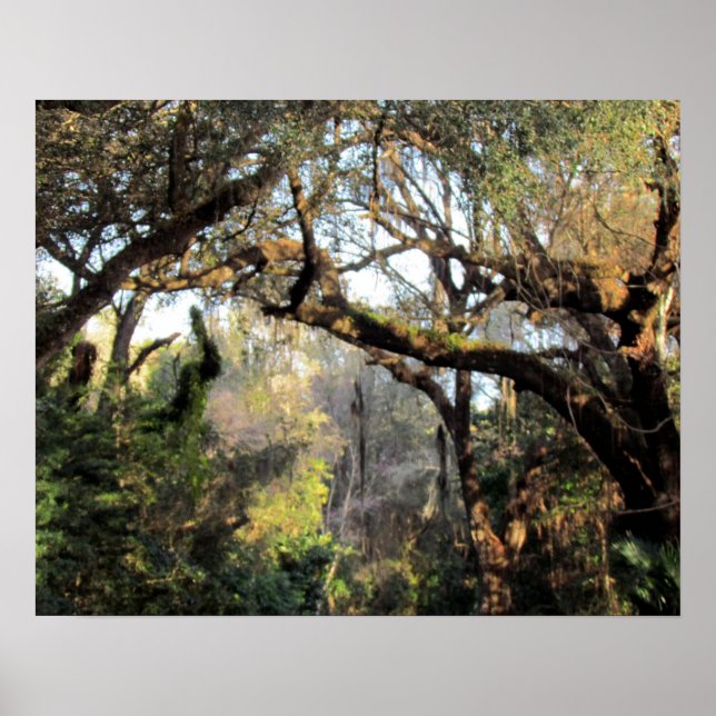 Affiches The Magic Forrest (Devant)