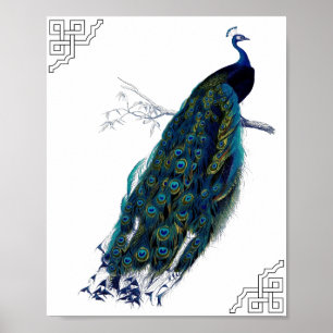 Affiches The Peacock