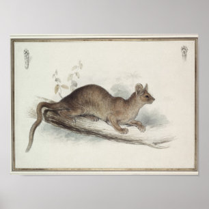 Affiches The Polecat, 19th century