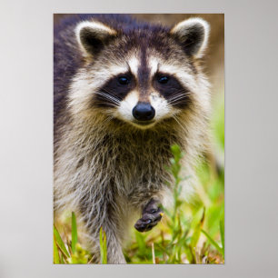 Affiches The raccoon, Procyon lotor