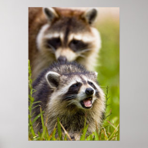 Affiches The raccoon, Procyon lotor, is a widespread,